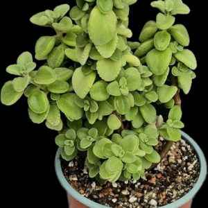 Plectranthus socotranus (H pl.=17)-3480(224)