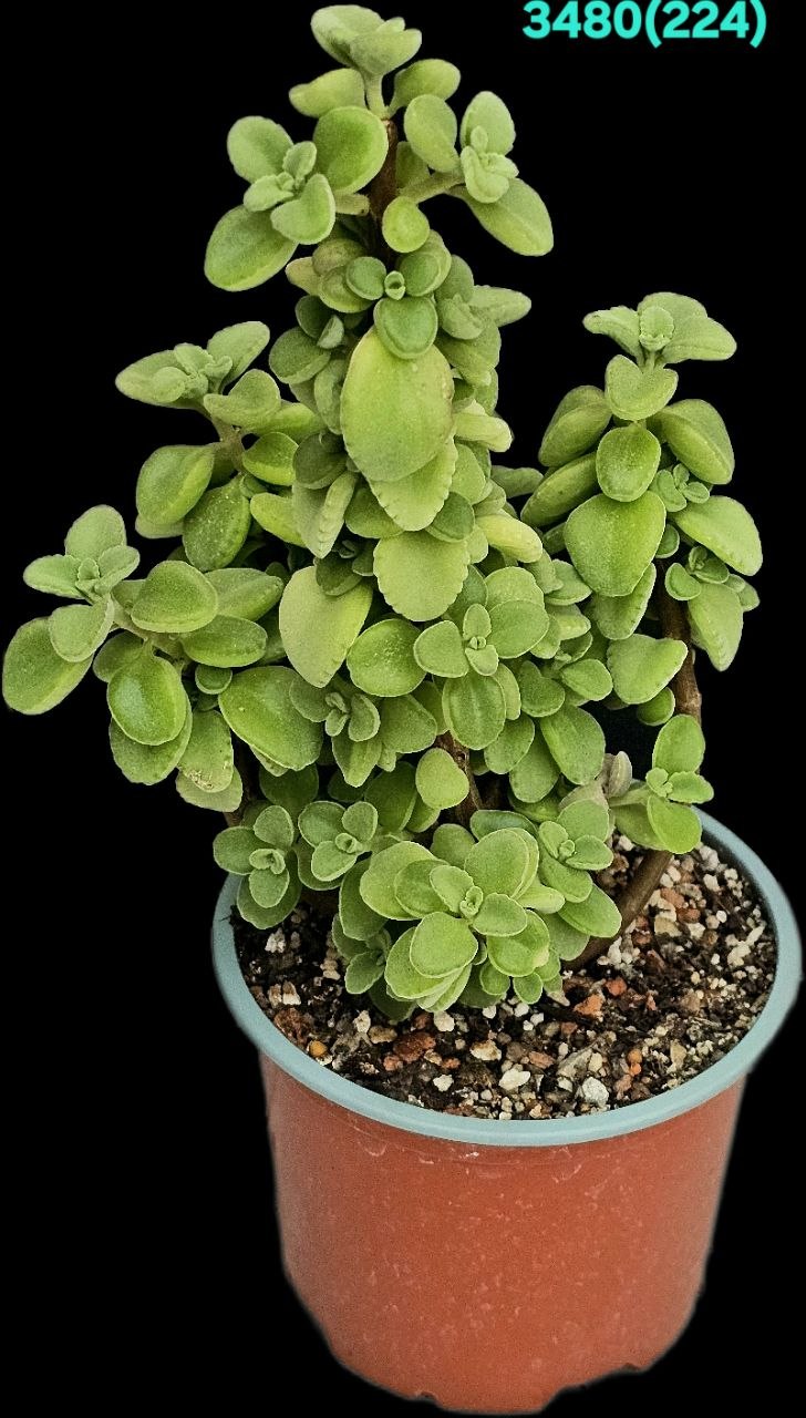 Plectranthus socotranus (H pl.=17)-3480(224)