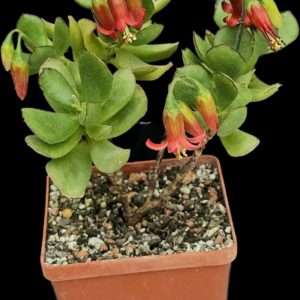 Cotyledon eliseae (8x8)-3481(112)