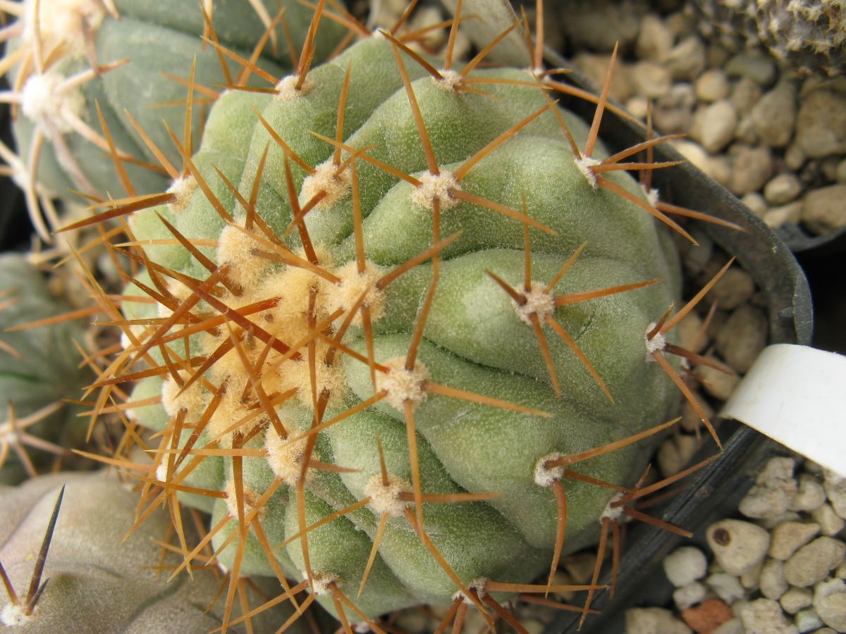 Copiapoa columna-alba BCHK1377