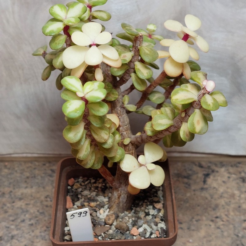 599 Portulacaria afra f. variegata