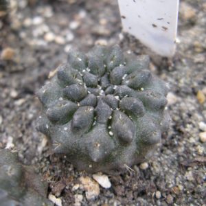 Thelocephala occulta LB