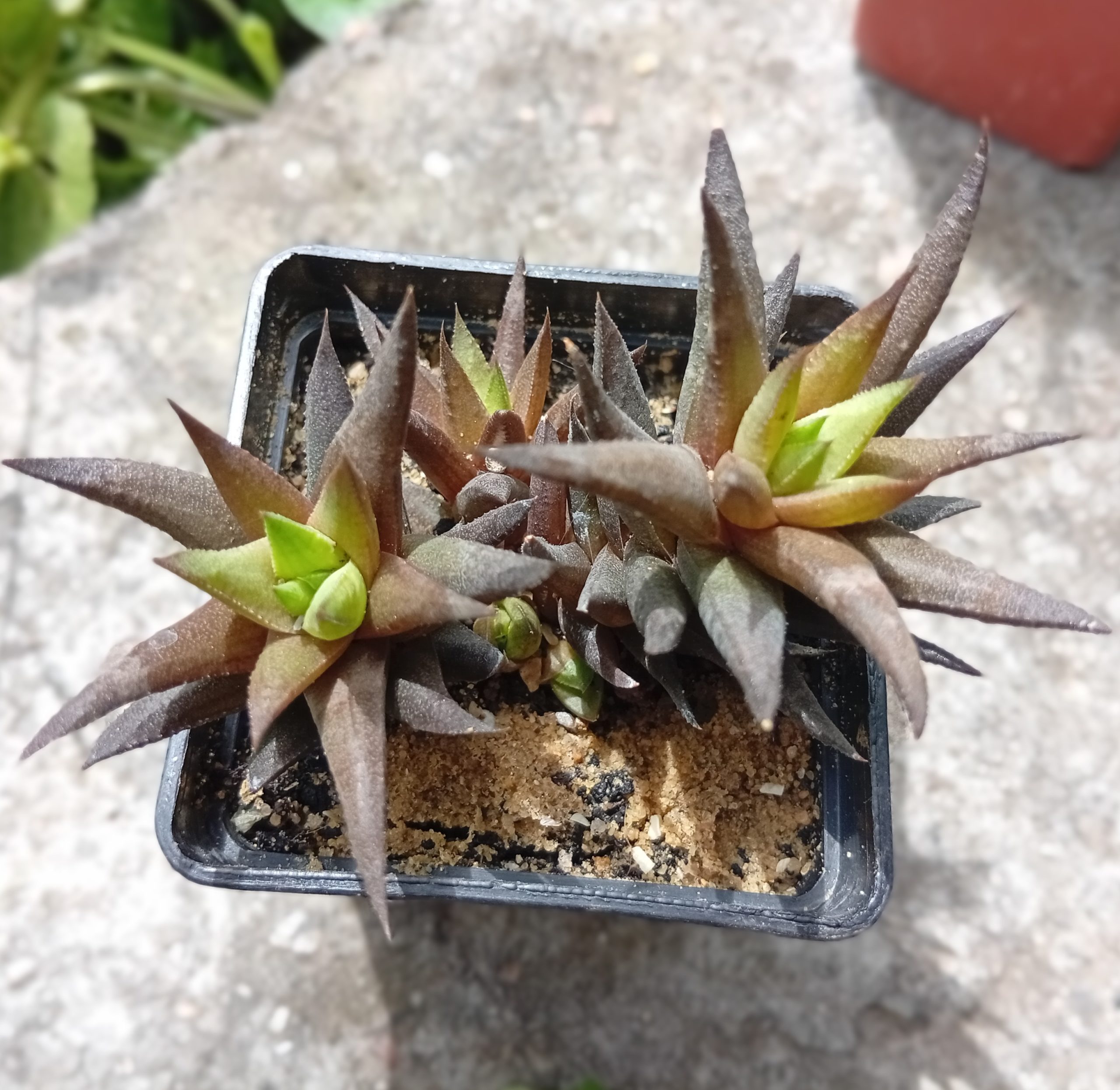 Haworhia rubrobrunea ( Ughlig)