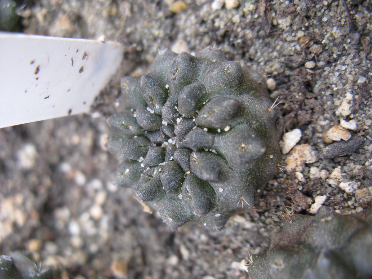 Thelocephala occulta LB