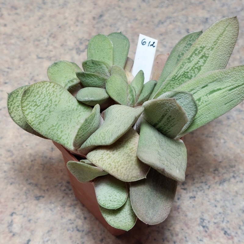 612 Gasteria 'Little Warty' x glomerata різні клони весь горшик