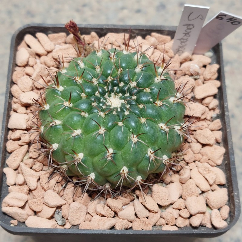 640 Sulcorebutia purpurea