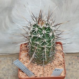 641 Echinocereus engelmannii v. variegatus SB844