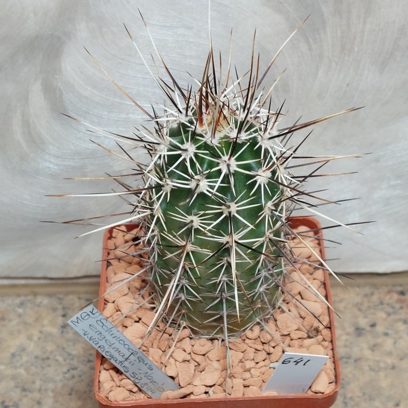 641 Echinocereus engelmannii v. variegatus SB844