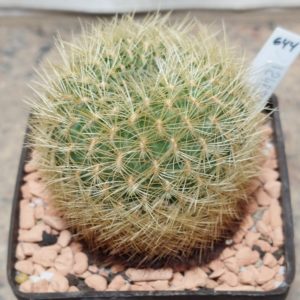 644 Sulcorebutia swobodae