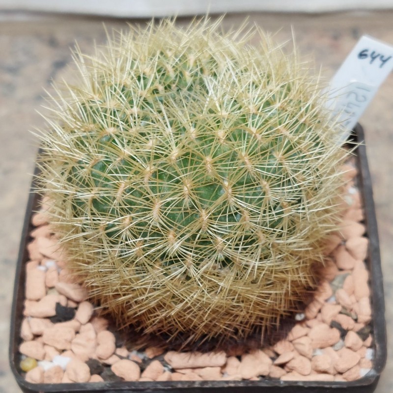 644 Sulcorebutia swobodae