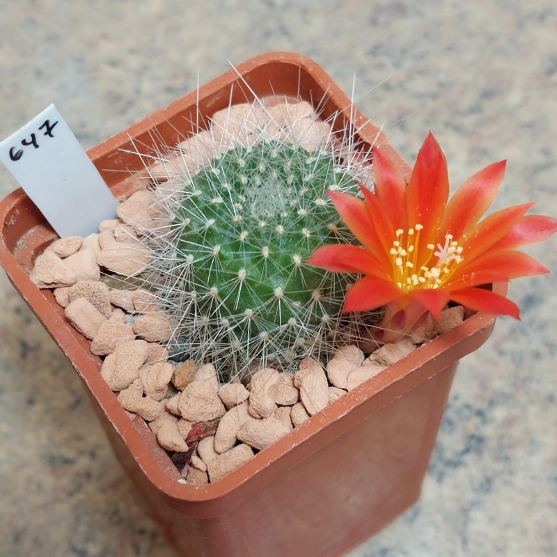 647 Rebutia senilis