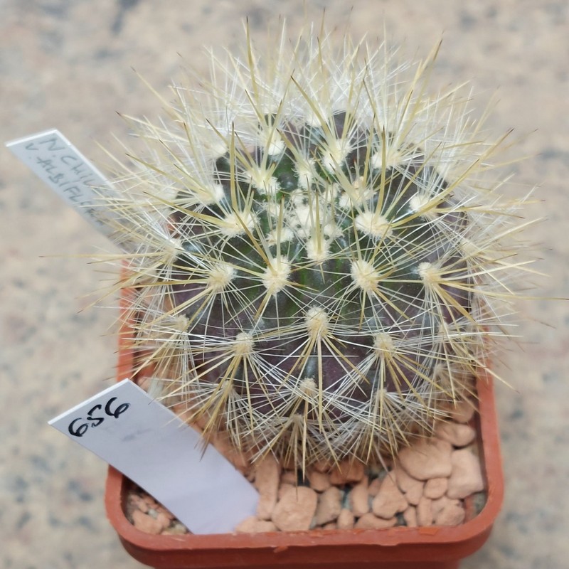 656 Neoporteria chilensis v. albidiflora -Pichiclangum-