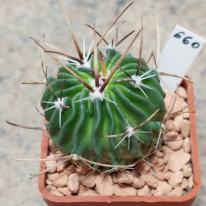 660 Echinofossulocactus grandicornis