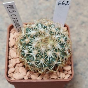 662 Coryphantha pseudoradians ex MG 121.5