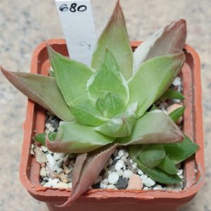 680 Haworthia ‘Midori No Sono’ f. variegata
