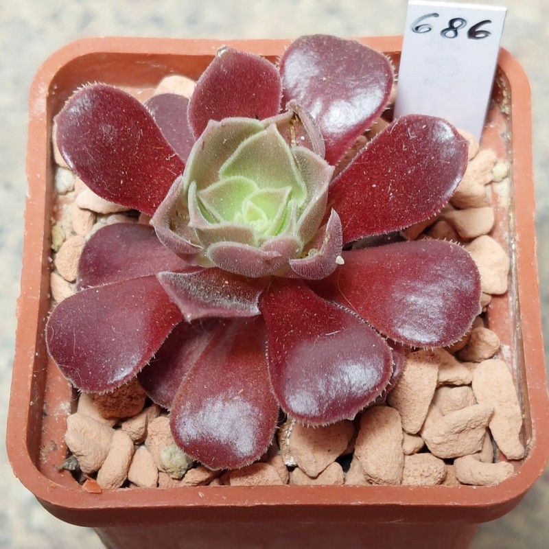 686 Aeonium 'Velour'
