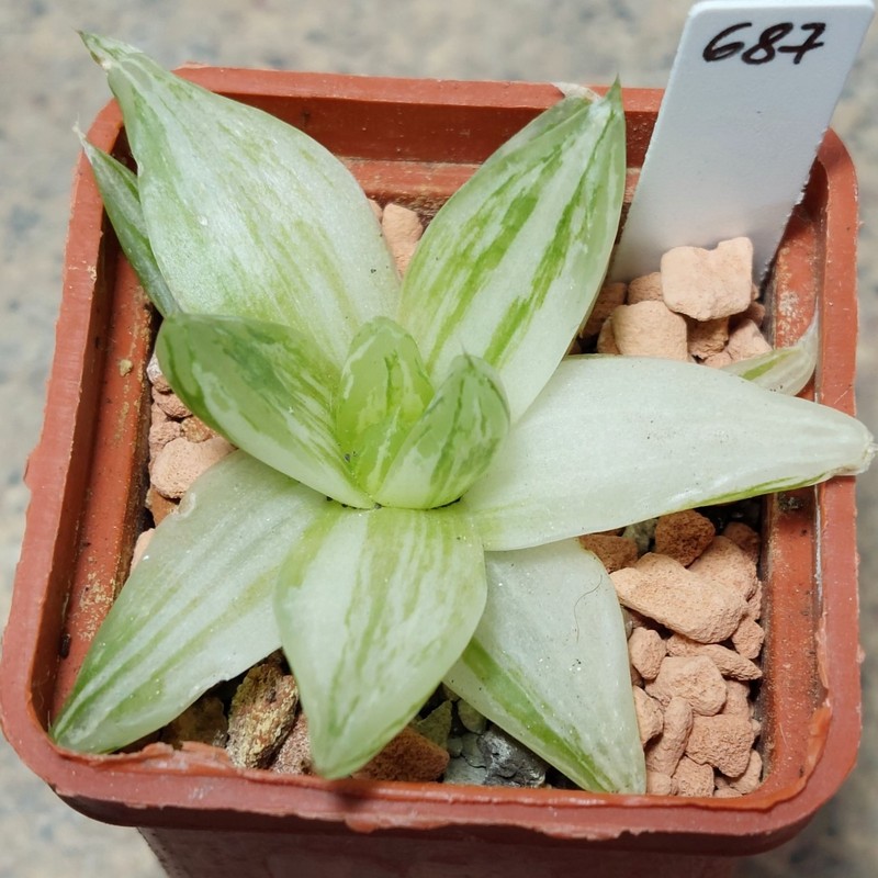 687 Haworthia cymbiformis f. variegata