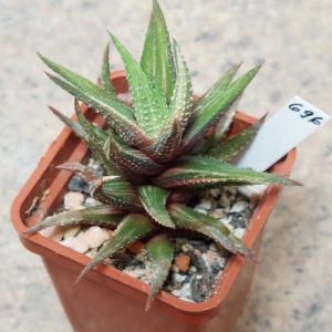 696 Haworthia attenuata f. variegata