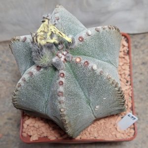 699 Astrophytum myriostigma v. multicoststum 6 ribs вік приблизно 15 років