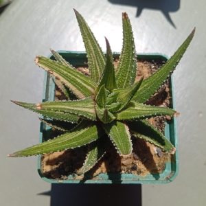 Haworthia attenuata f variegata