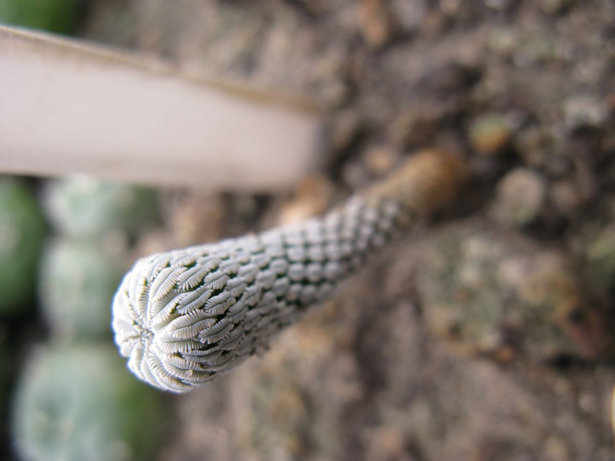 Pelecyphora aseliformis