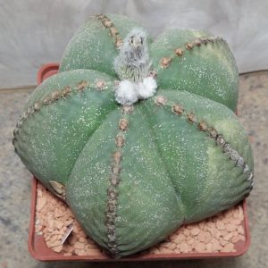 700 Astrophytum myriostigma var. strongylogonum f. nudum вік приблизно 15 років