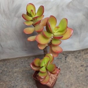 704 Crassula ovata ‘Crosby’s Compact’