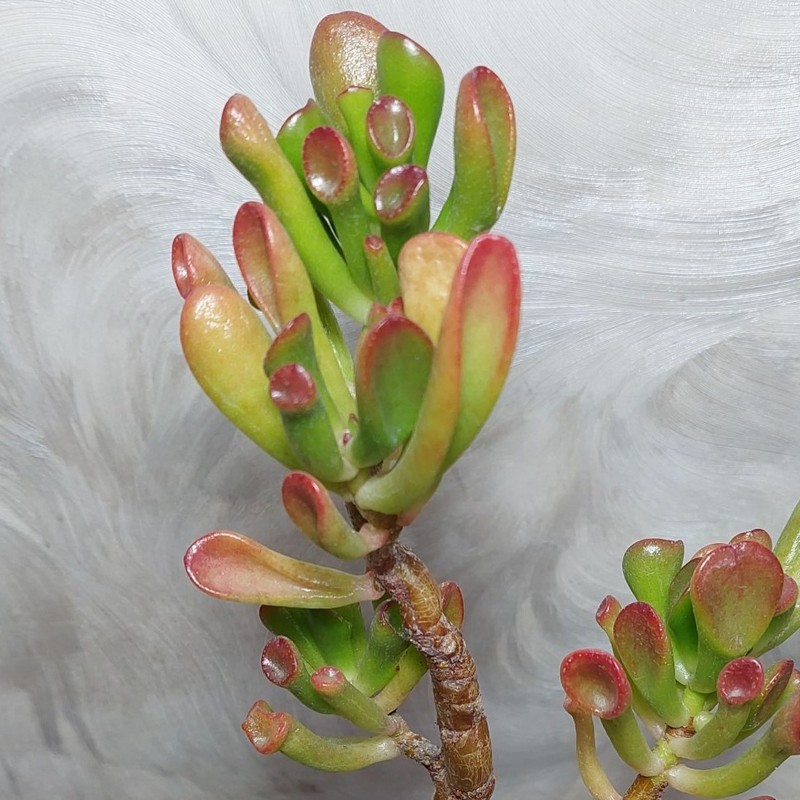 706 Crassula ovata ‘Coral’