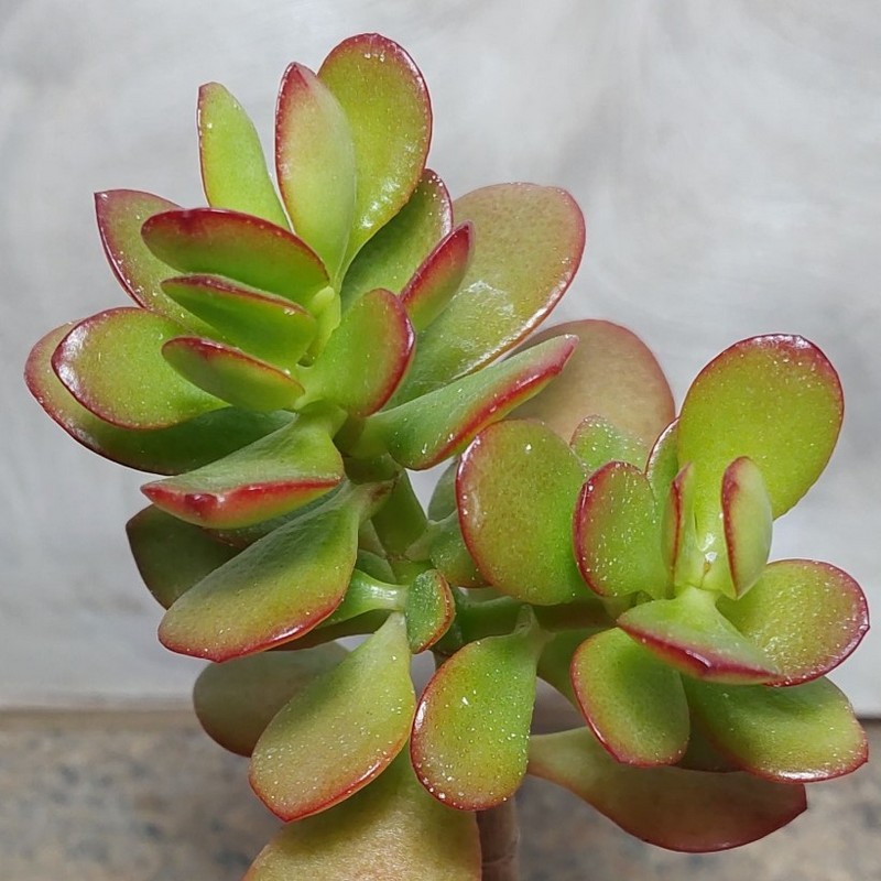 706 Crassula ovata ‘Crosby’s Compact’