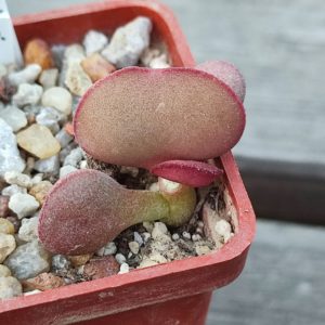 adromischus hallii Aurus