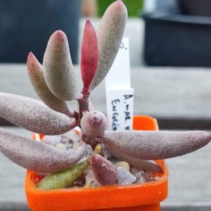 adromischus kubusensis Englend
