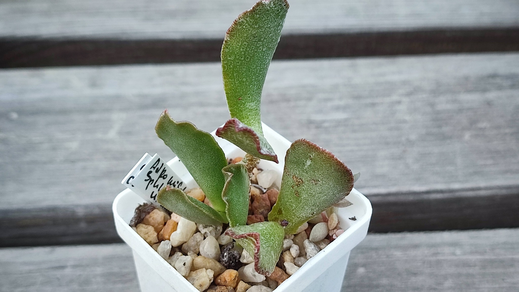 adromischus sphenophyllus undulatus