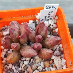 adromischus marianiae Tanqua