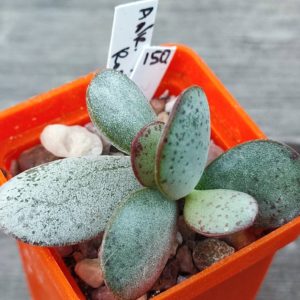 Adromischus 'Rosh Pinah