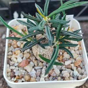 Euphoria cylindrifolia tuberifera