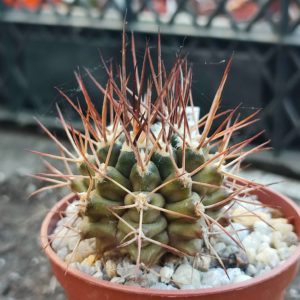 Gumnocalycium pungens