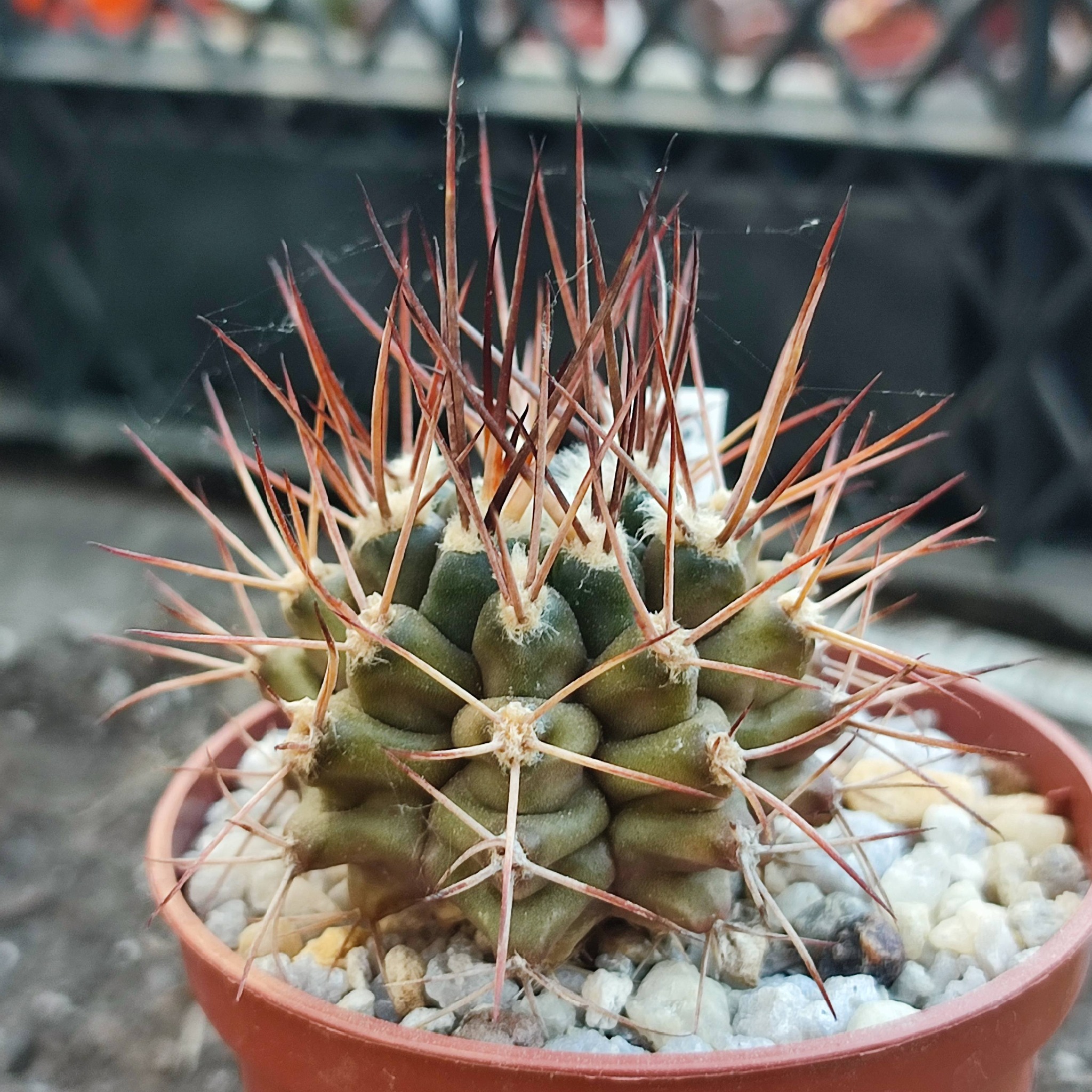Gumnocalycium pungens