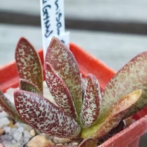 adromischus trigynus