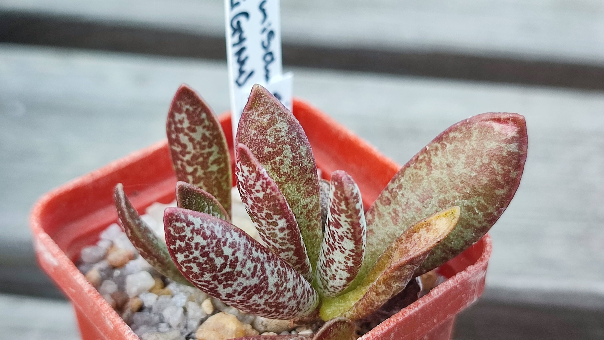 adromischus trigynus