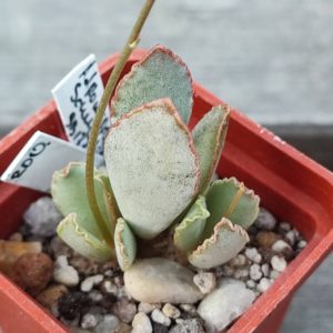 adromischus schuldtianus