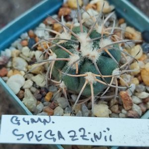 gymnocalycium spegazzinii