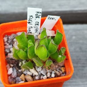 adromischus cristatus kleintpoort