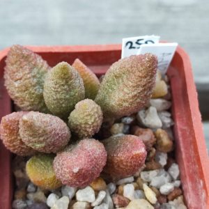 ADROMISCHUS marianiae herrei