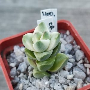 crassula moonglow variegata
