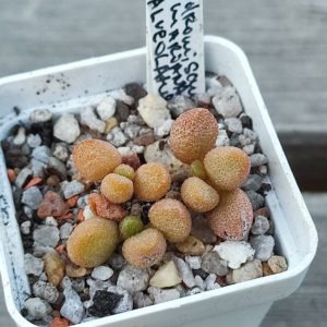 adromischus alveolatus 4411