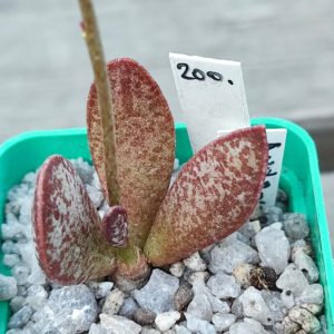 adromischus trigynus