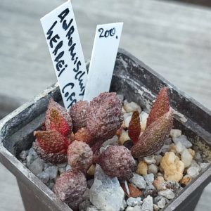 adromischus marianiae herrei Coffe Beans