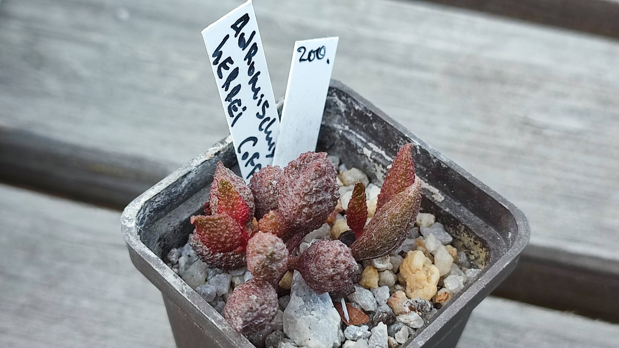 adromischus marianiae herrei Coffe Beans