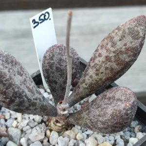 adromischus marianiae Japan
