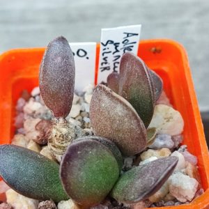 adromischus maculatus Silver Surfer